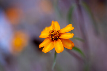 yellow flower
