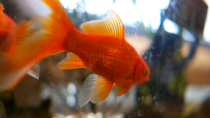 Close Up Of Goldfish In Aquarium