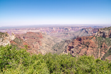 Flowers on the North Rim of the Grand Canyon in Arizona