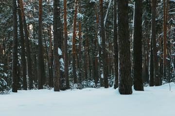 Fototapeta premium forest in winter