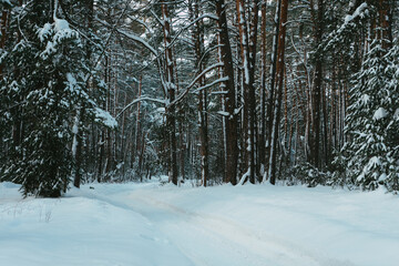 forest in winter