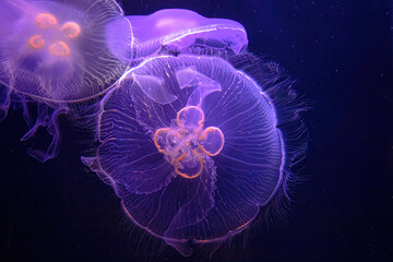 close up of Moon Jellyfish of aquarium floating in the water. Aurelia aurita species living in tropical waters of the Indian, Pacific and Atlantic oceans.