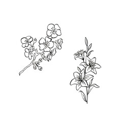 Beautiful contour flowers apple blossoms lilies on the stem buds - set Black White Graphic Illustration Hand drawing
