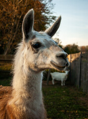 Fototapeta premium close up of a llama