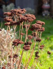 Decaying Sedum flower heads, photographed in strong sun on a cold winter's day in an urban garden in London UK.