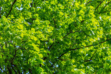 Fototapeta na wymiar Green leaves in the sunshine. Too much green