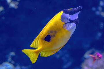 Colorful surgeonfish fish of sea aquarium with coral reef. Foxface rabbitfish: Siganus vulpinus species of family Siganidae. Fish of the Indian and Pacific Oceans, Australia and Hawaii.