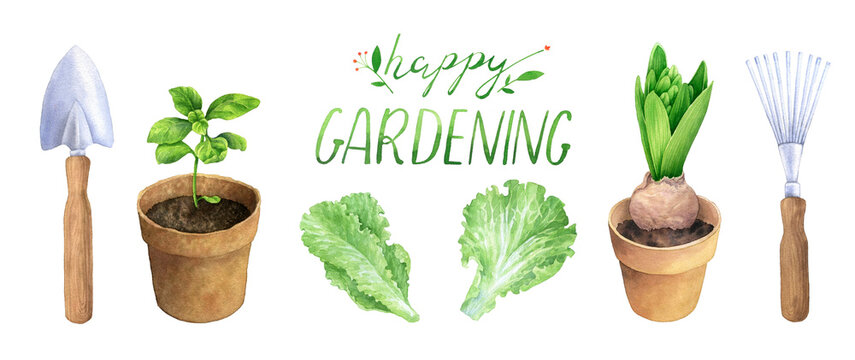 Happy gardening. Gardening tools and plants. Shovel, hyacinth, basil, lettuce. Hand drawn watercolor illustration on a white background. Image for natural design, organic shop.