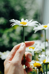Hand holding white chamomile wild flower outdoors on sunny day. Close-up, vertical photo
