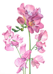 Freesia flower and sweet pea. Botanical illustration hand drawn in watercolor on a white background. Image for postcard, congratulations, invitation, romantic design.