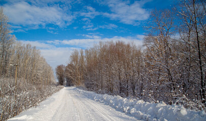 Fototapeta na wymiar winter road leading into the forest