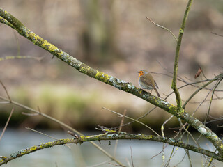 Rotkelchen, Erithacus rubecula