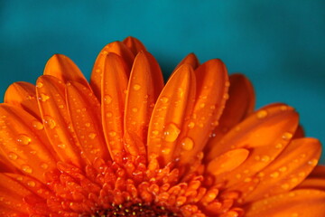 orange gerbera flower
