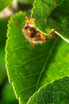 Portrait of June Beetle (Amphimallon solstitiale) holding on to a leaf of an apple tree.
