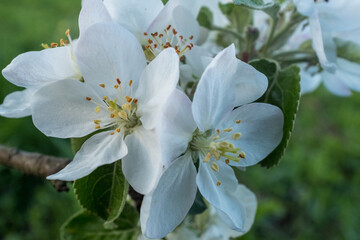Obraz premium Blossom apple-tree flowers close-up. A branch of a blossoming apple tree. White apple flowers for publication, design, poster, calendar, post, screensaver, wallpaper, postcard, banner, cover, website