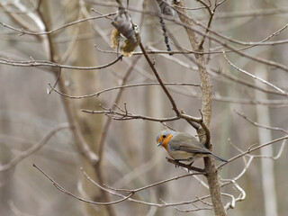 Rotkelchen, Erithacus rubecula