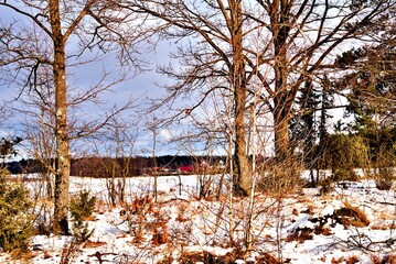 Winter landscape the forest in Podlasie.