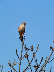 Turmfalke, Falco tinnunculus