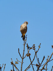 Turmfalke, Falco tinnunculus