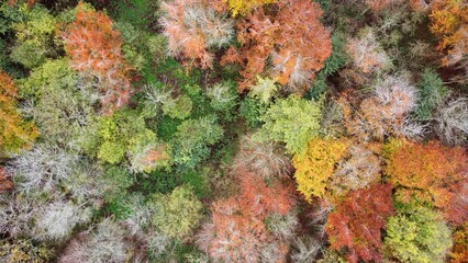 Autumn Wood from Drone 2