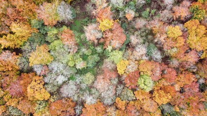 Autumn Wood from Drone 1