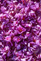 Saffron flowers background. Top view crocus flowers. Saffron Harvest. Purple background.
