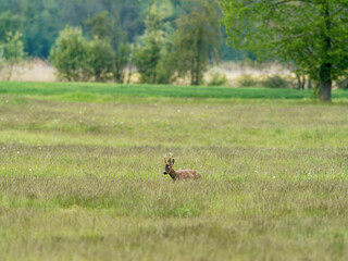 Reh, Capreolus capreolus,