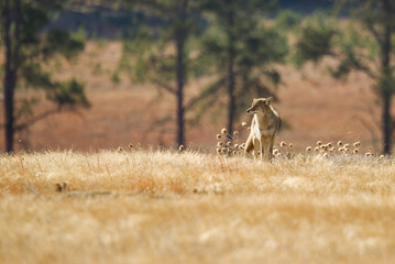 Coyote hunting in grasslands