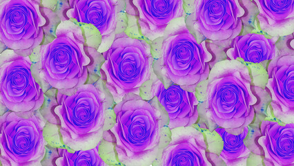 Fototapeta na wymiar Background with blue and purple color roses