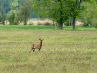 Reh, Capreolus capreolus,