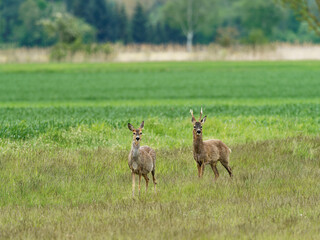 Reh, Capreolus capreolus,