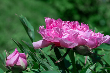 Fototapeta premium Tree peony (Paeonia suffruticosa) in park.