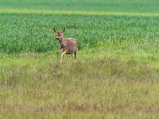 Reh, Capreolus capreolus,