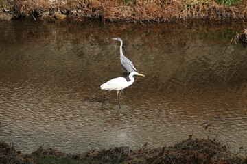 冬の水鳥。アオサギとダイサギ
