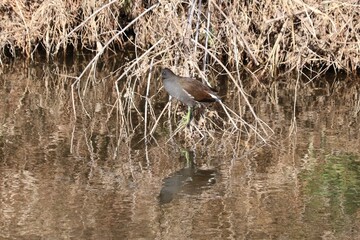 冬の水鳥。バン。