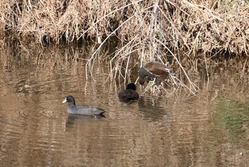 水鳥。　バンとオオバン。