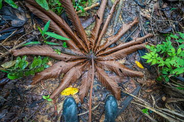 Giant dead tree leaf, at Amacayacu natural national park, Amazon, Colombia.