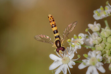 Hover fly Episyrphus baleatus foraging on flower