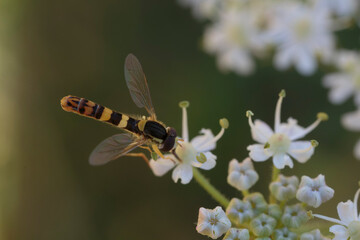 Hover fly Episyrphus baleatus foraging on flower