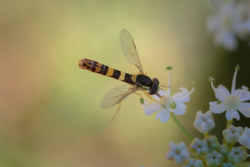 Hover fly Episyrphus baleatus foraging on flower