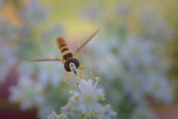 Hover fly Episyrphus baleatus foraging on flower