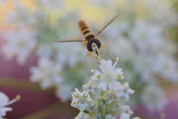 Hover fly Episyrphus baleatus foraging on flower