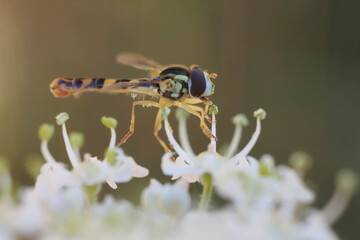 Hover fly Episyrphus baleatus foraging on flower