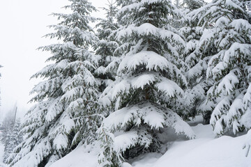 Snow fall in the forest. Winter wandeland