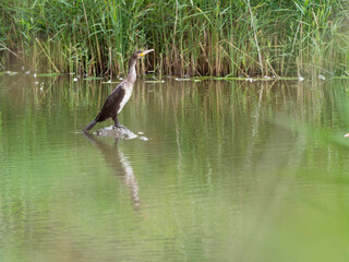 Kormoran, Phalacrocorax carbo,