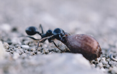close up of black ant moving