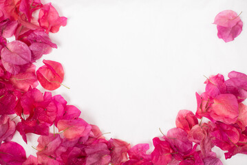 Top view of a pink bougainvillea flower and petals on a white background, valentine copy space