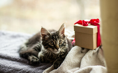 kitten meikun brown color lies on a blanket, on the windowsill, New Year