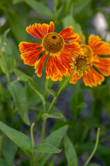 Helenium hybridum orange yellow flowering plants, group of cultivated sneezeweed flowers in bloom