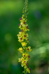 Verbascum nigrum black dark mullein wild flowering biennial herb with small yellow and purple flowers in bloom